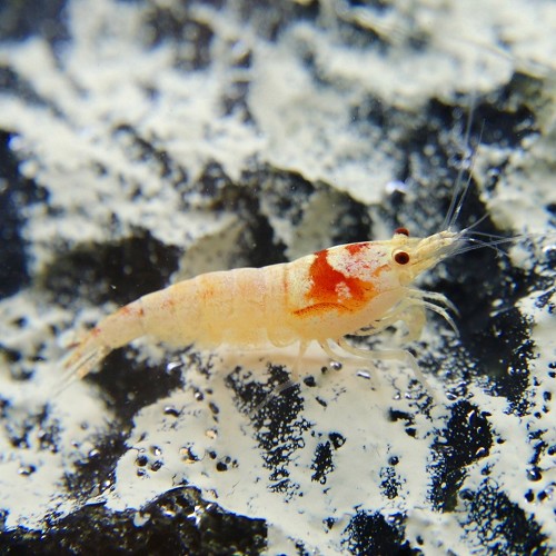 Caridina sp.   Mosura shrimp